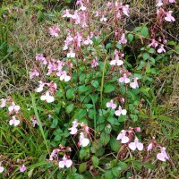 Impatiens elongata Arn.